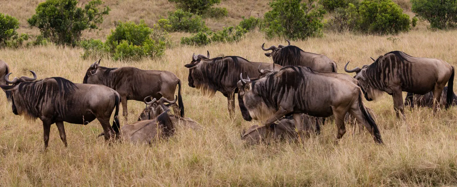 [Photo by Antony Trivet](https://www.pexels.com/photo/herd-of-blue-wildebeest-walking-in-savanna-6053000/)
