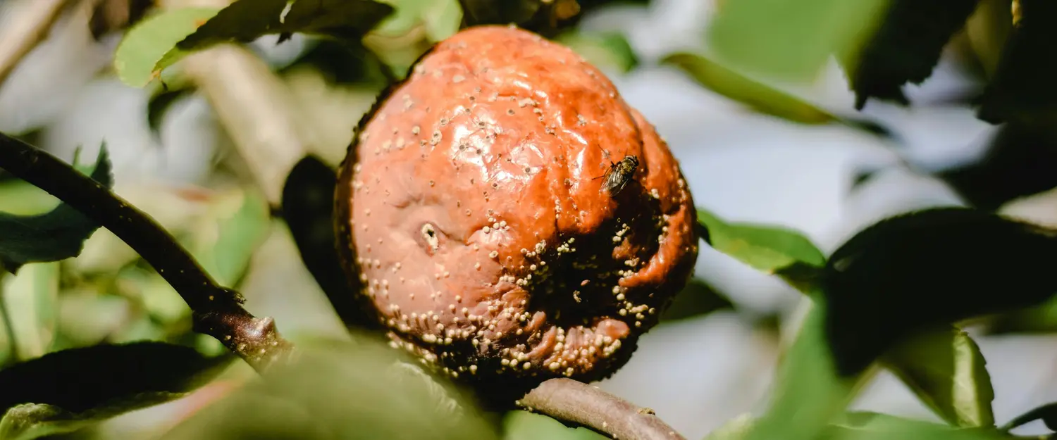 [Rotten Apple by Eva Bronzini](https://www.pexels.com/pl-pl/zdjecie/pomaranczowy-owoc-na-galezi-drzewa-5503384/)
